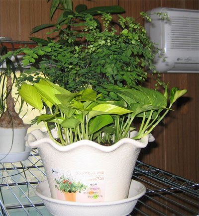 ���������ė����ϗt�A�������B